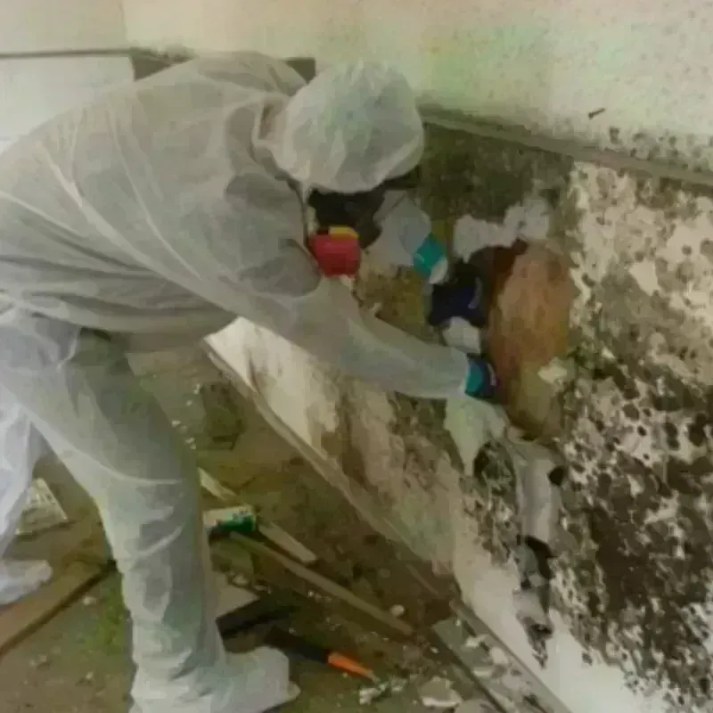 Mold Remediation and Removal in Lacey, WA